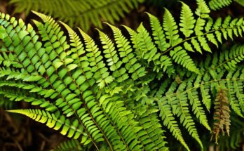 What are vascular cryptogames ferns?